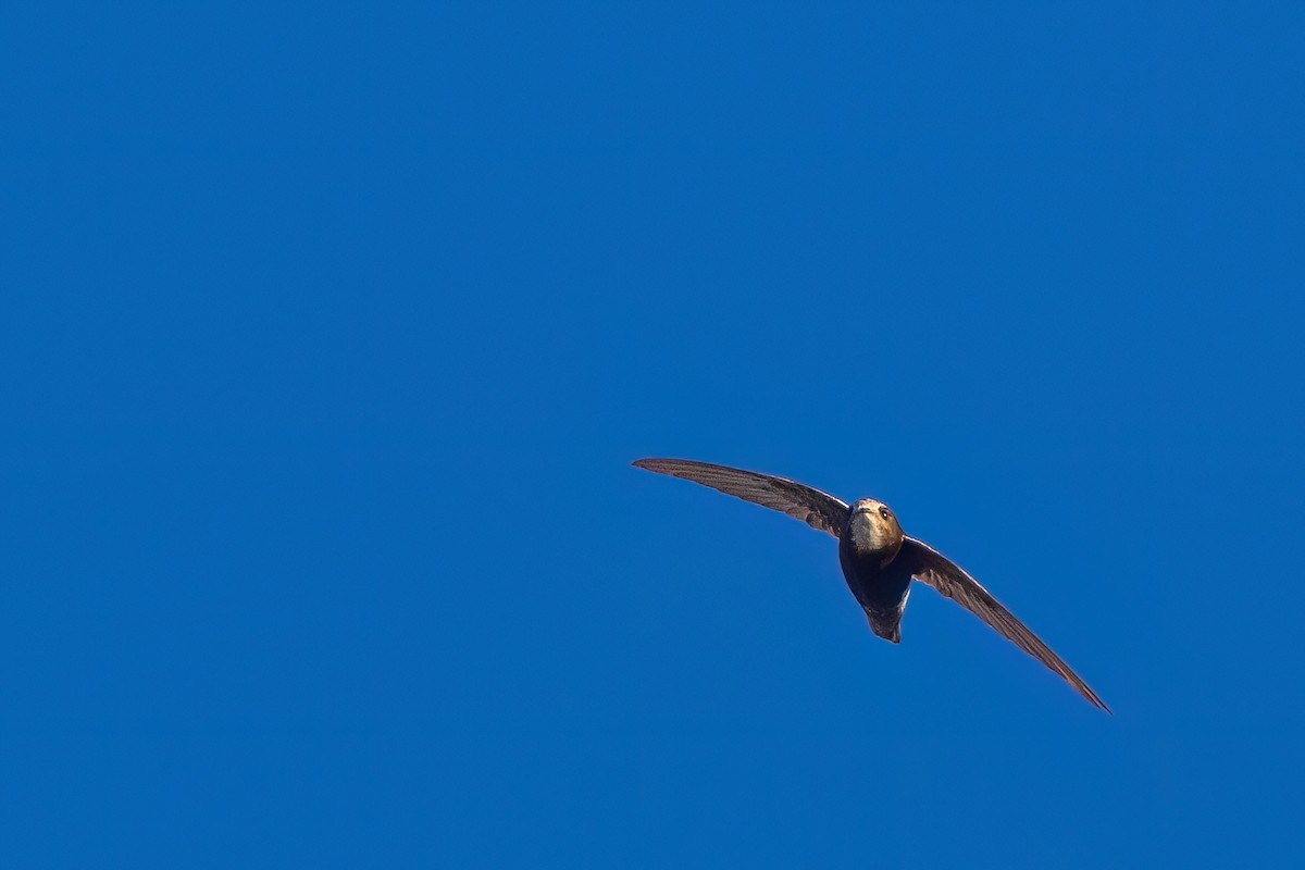 Little Swift - ML641922296