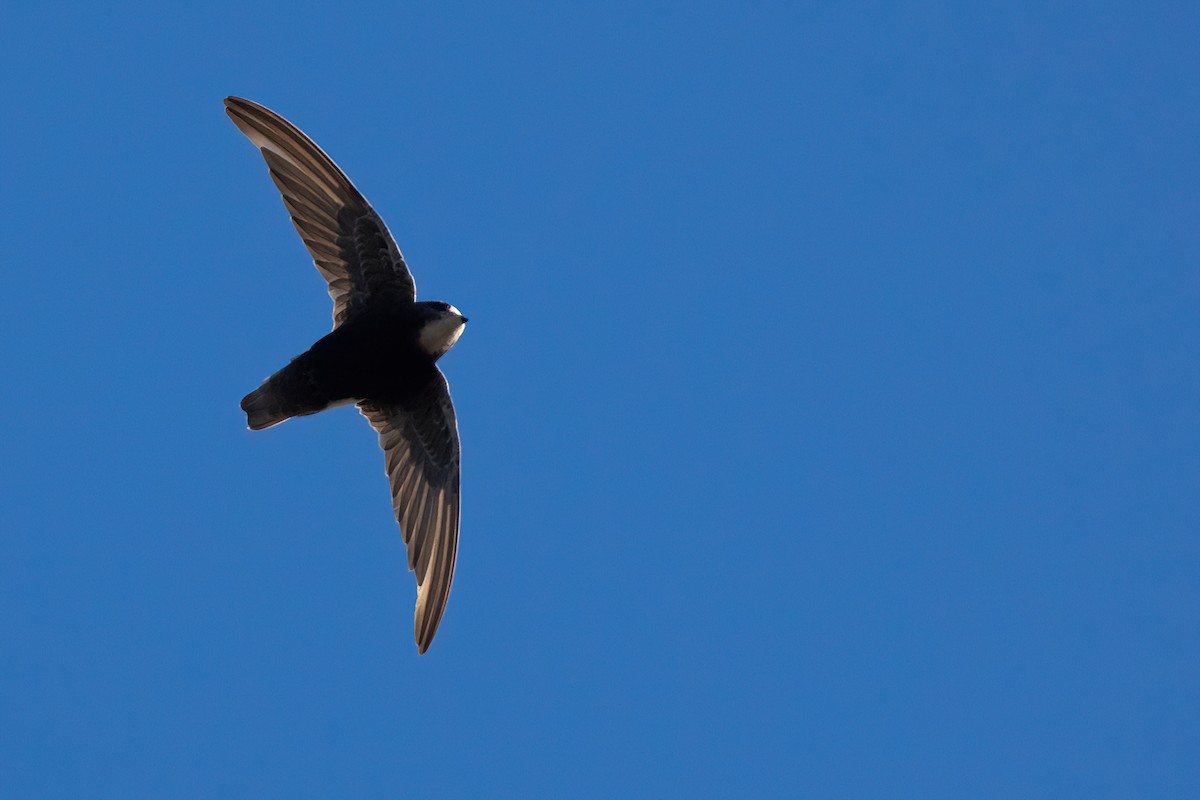 Little Swift - ML641922298