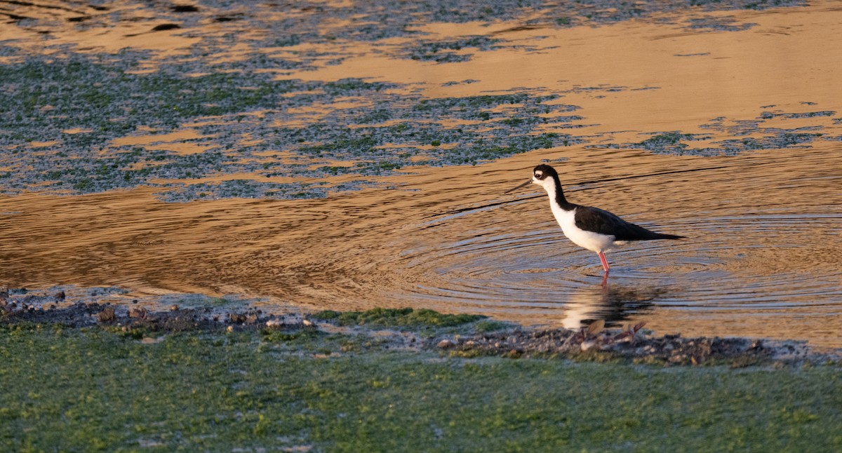 Black-necked Stilt - ML641922303