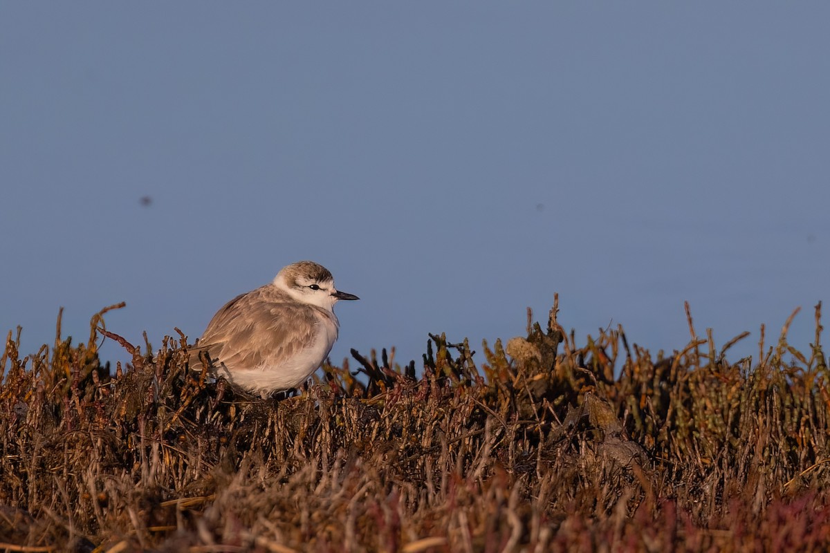 White-fronted Plover - ML641922330