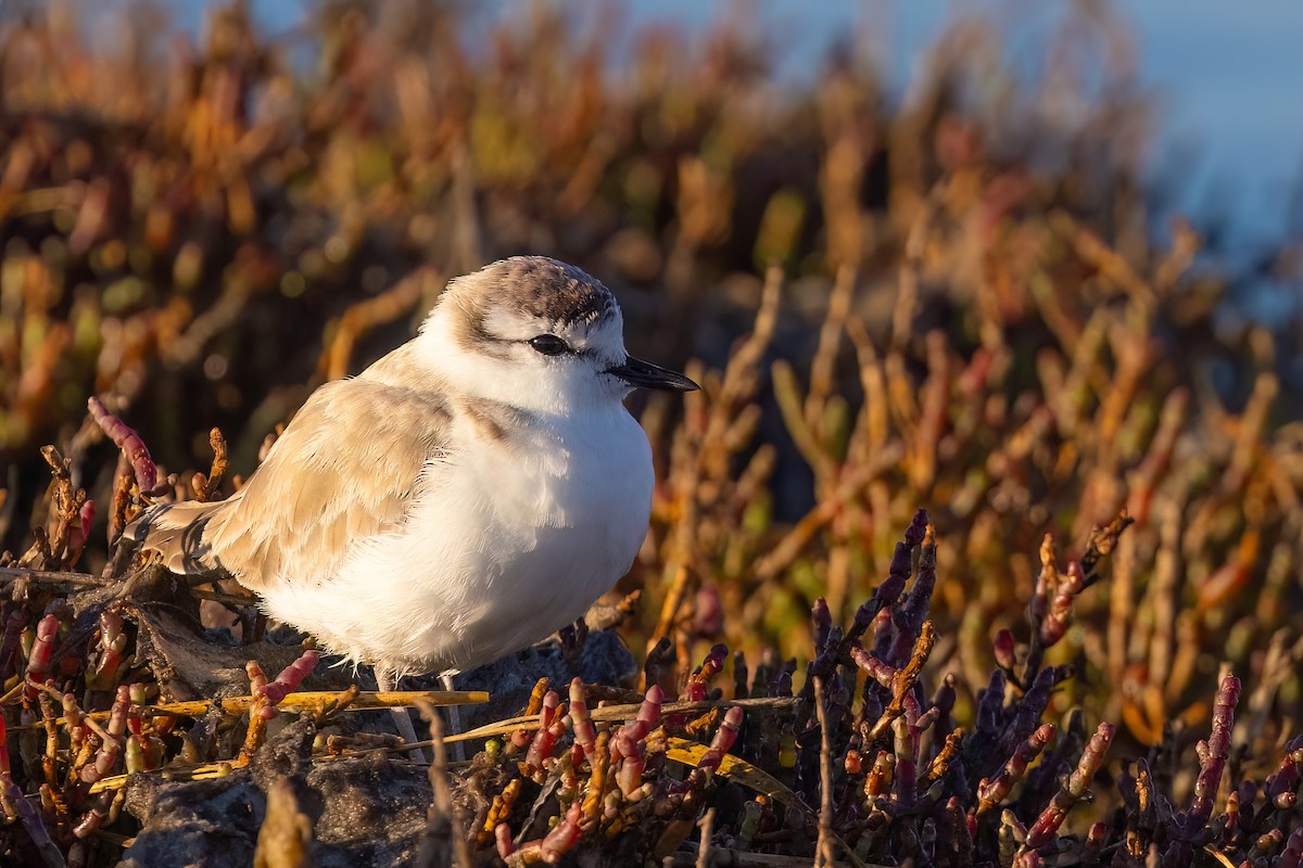 White-fronted Plover - ML641922331