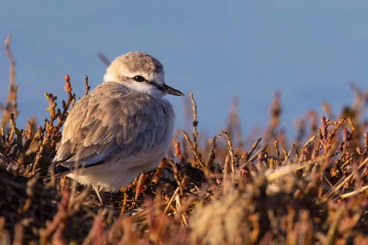 White-fronted Plover - ML641922332