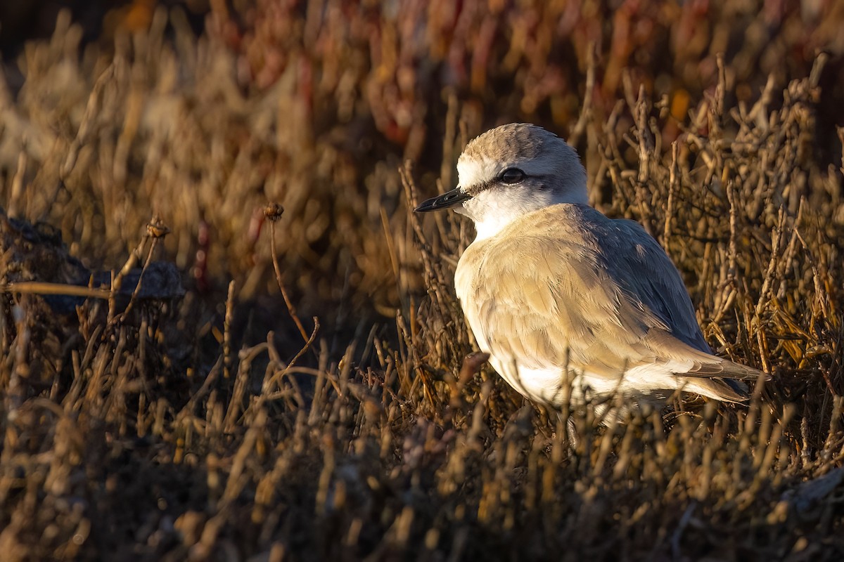 White-fronted Plover - ML641922333
