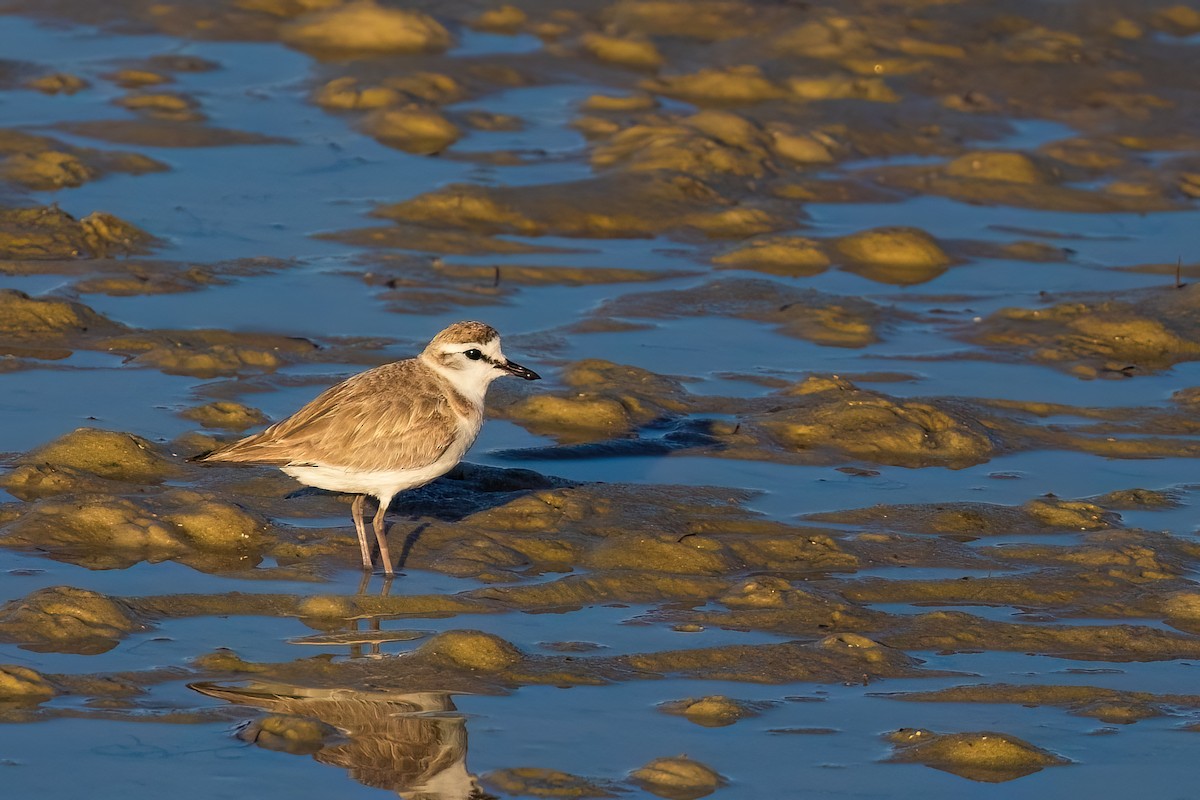 White-fronted Plover - ML641922334