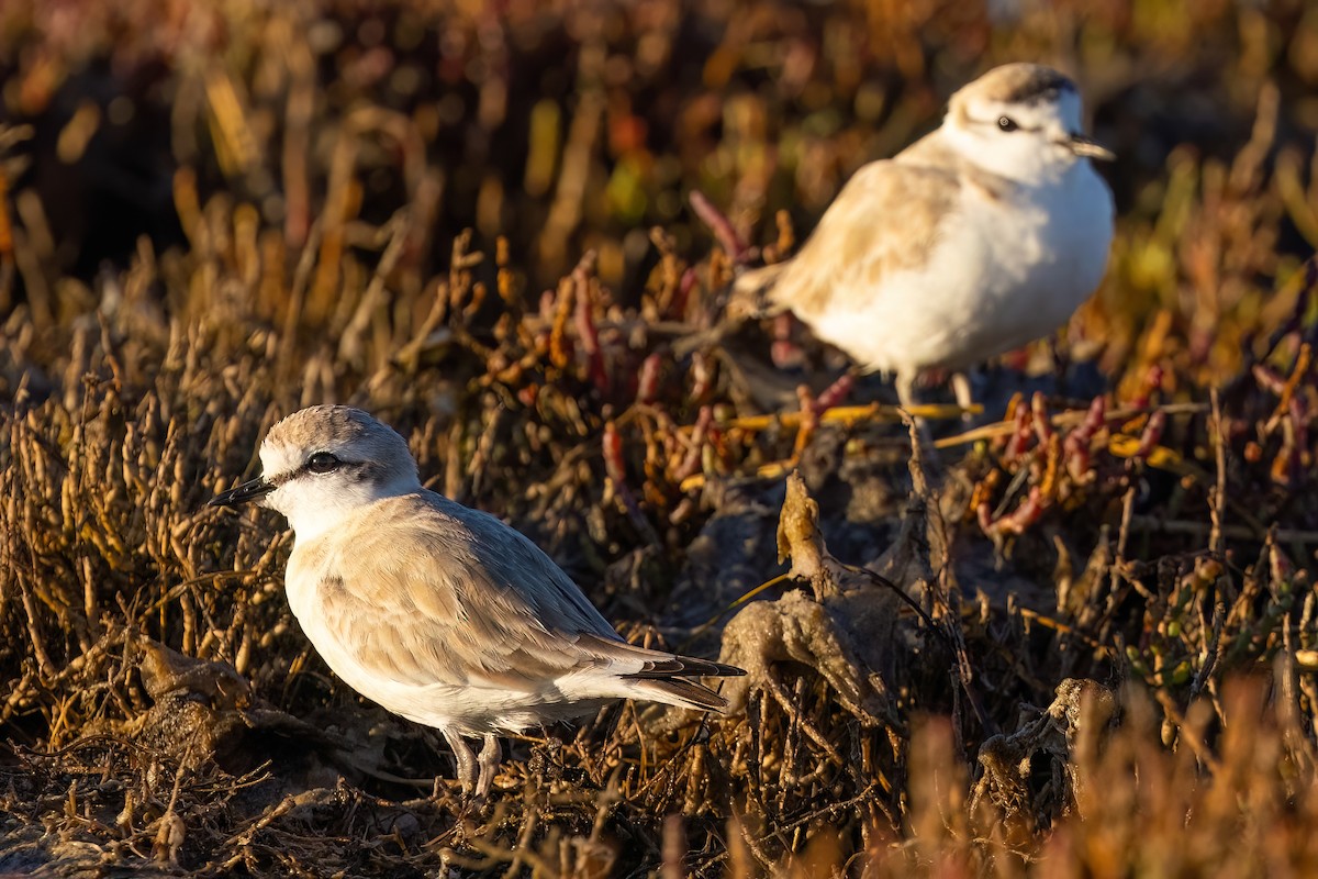 White-fronted Plover - ML641922336
