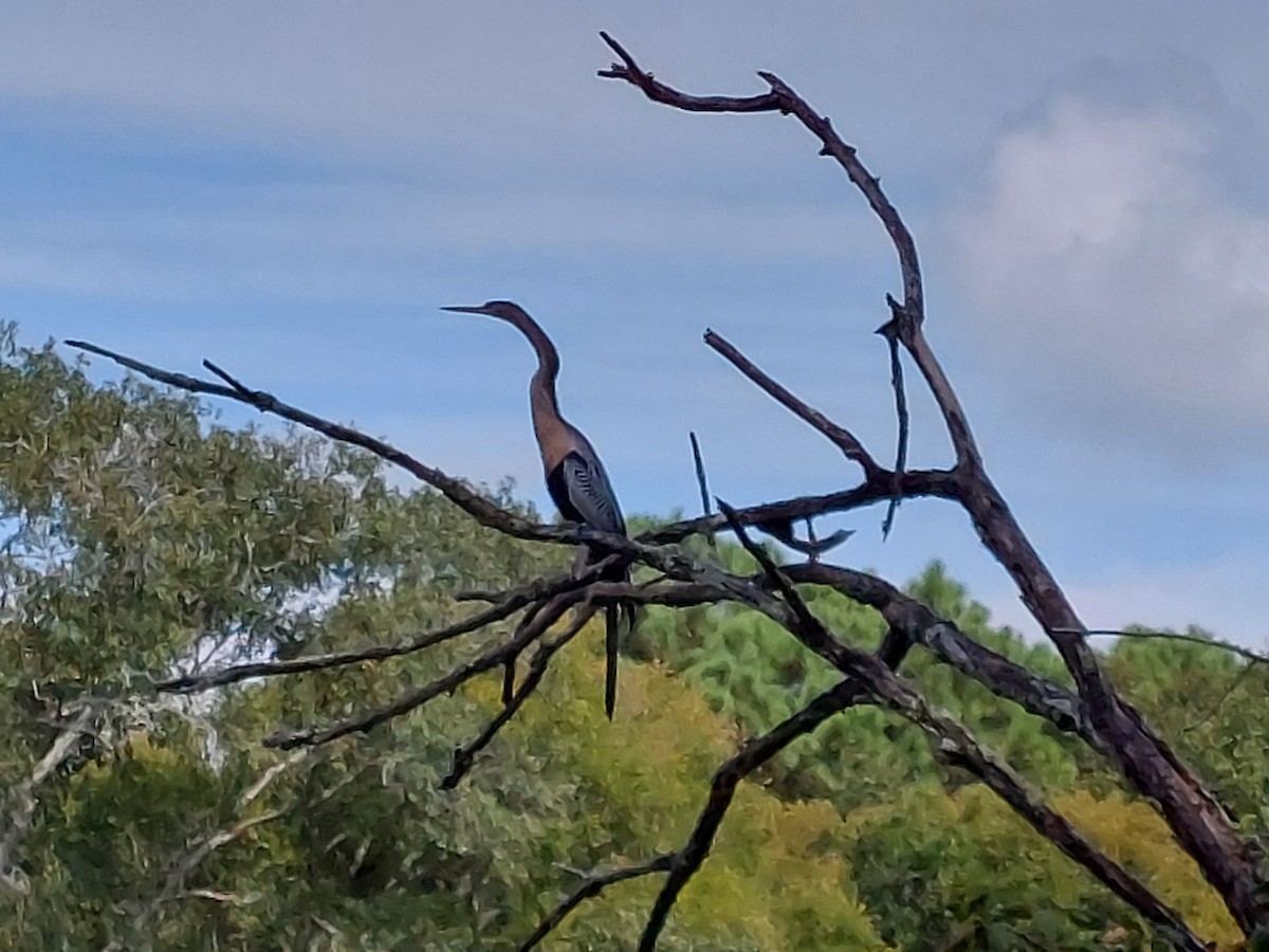 anhinga americká - ML641922366
