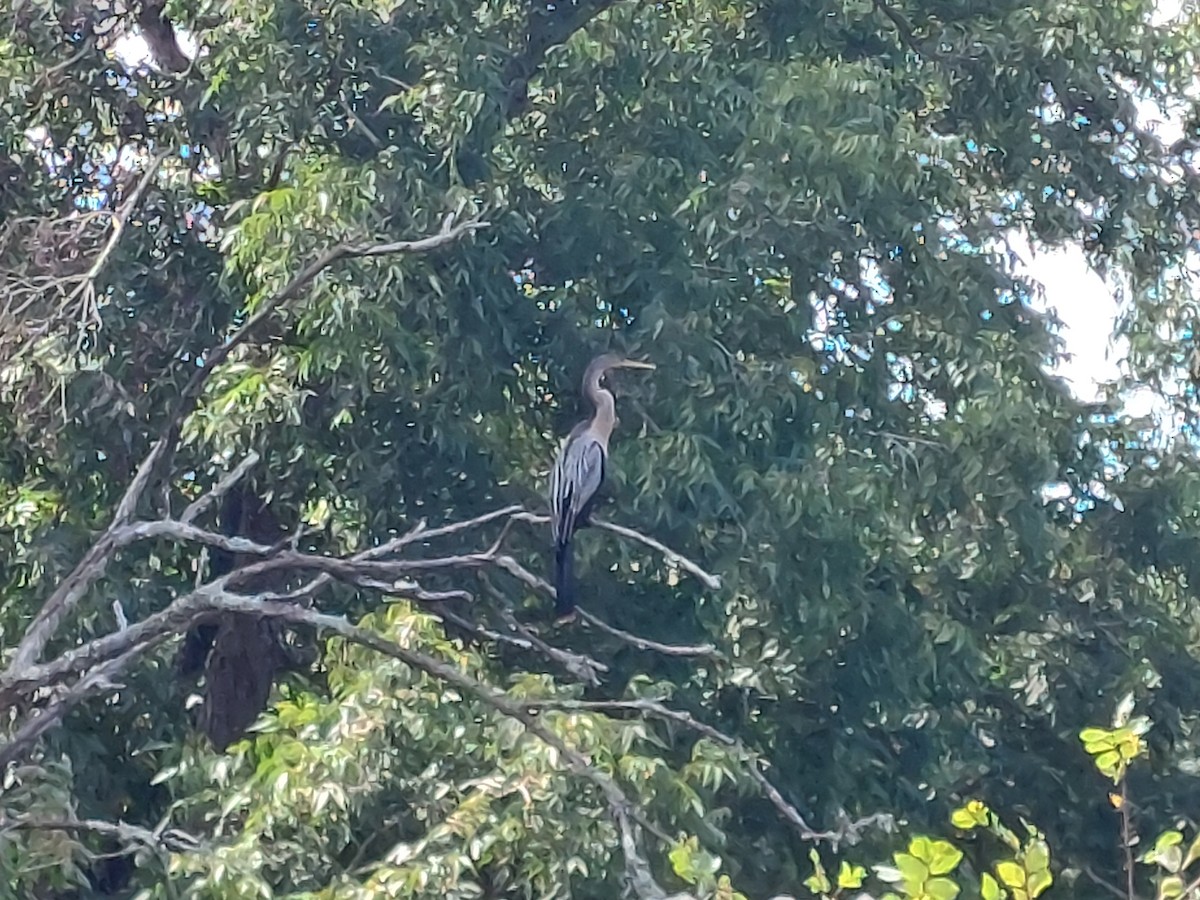 anhinga americká - ML641922367