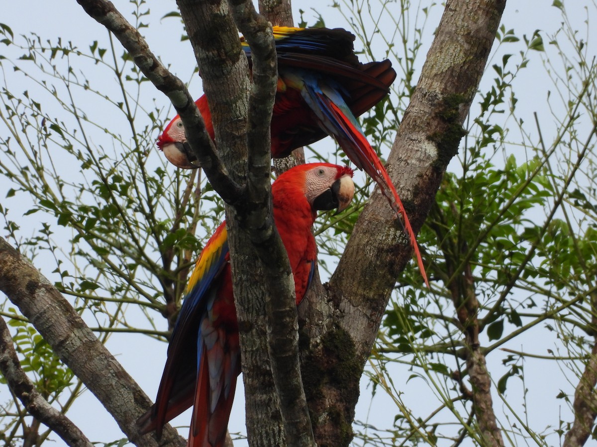 Scarlet Macaw - ML641922371