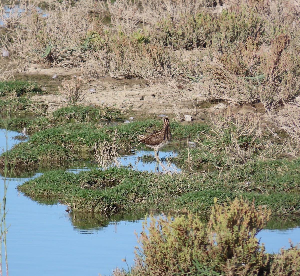 Common Snipe - ML641922374