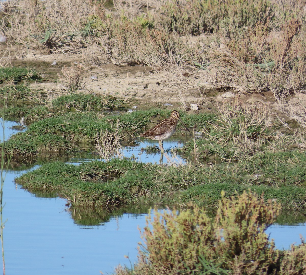 Common Snipe - ML641922375