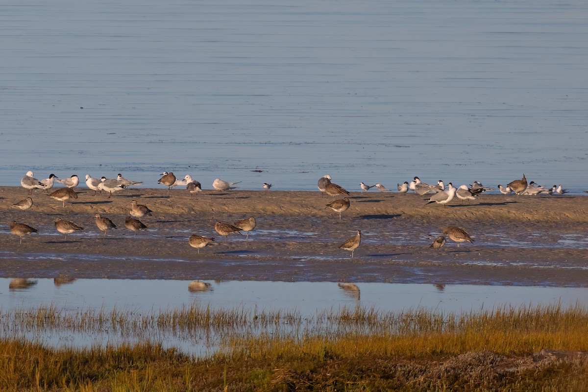 Little Tern - ML641922376