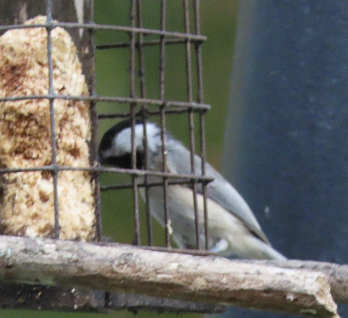 Carolina Chickadee - ML641922391