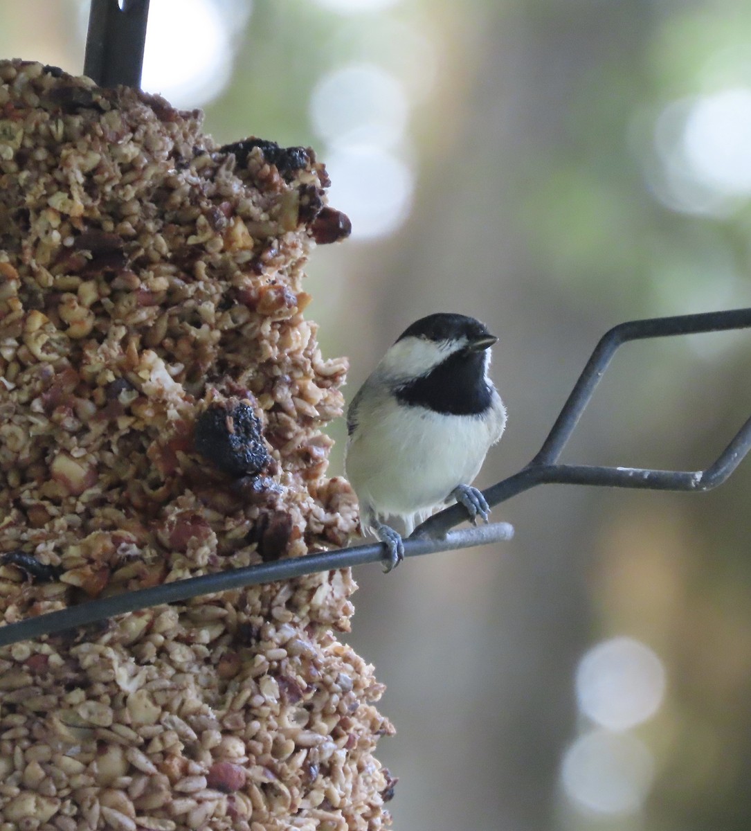 Carolina Chickadee - ML641922393
