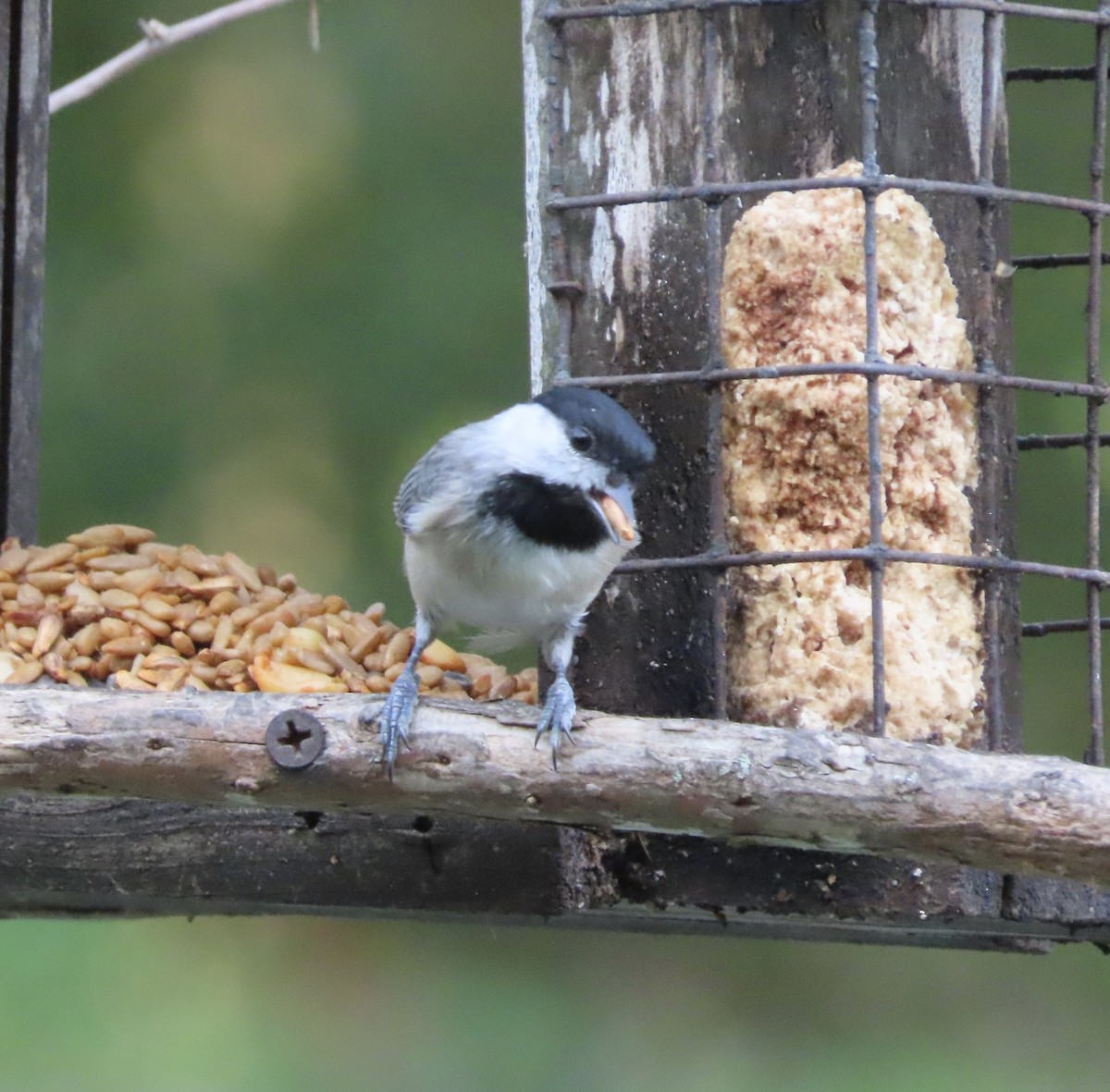 Carolina Chickadee - ML641922394