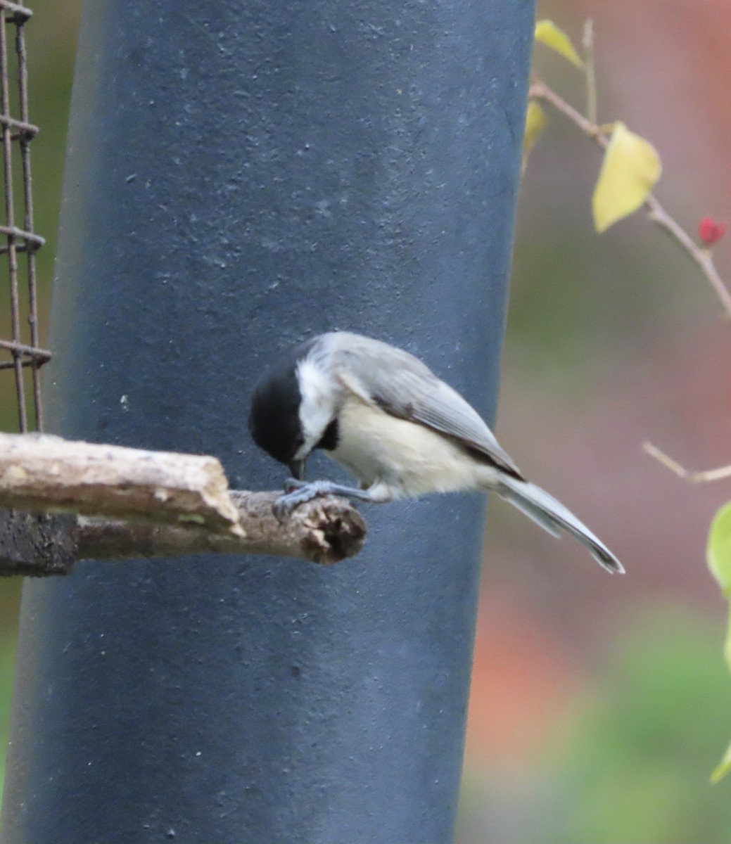 Carolina Chickadee - ML641922395