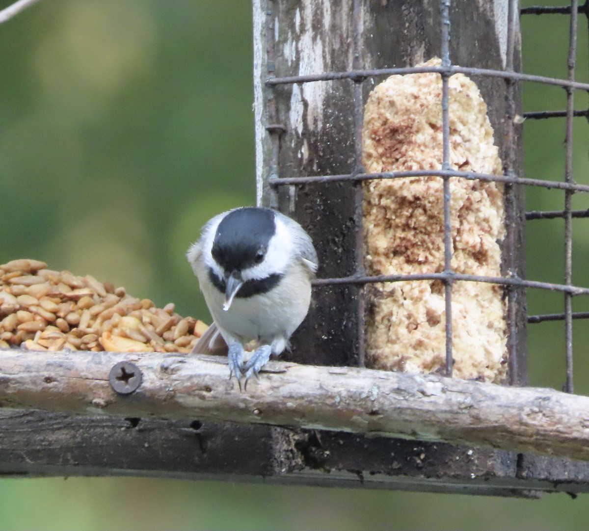 Carolina Chickadee - ML641922397