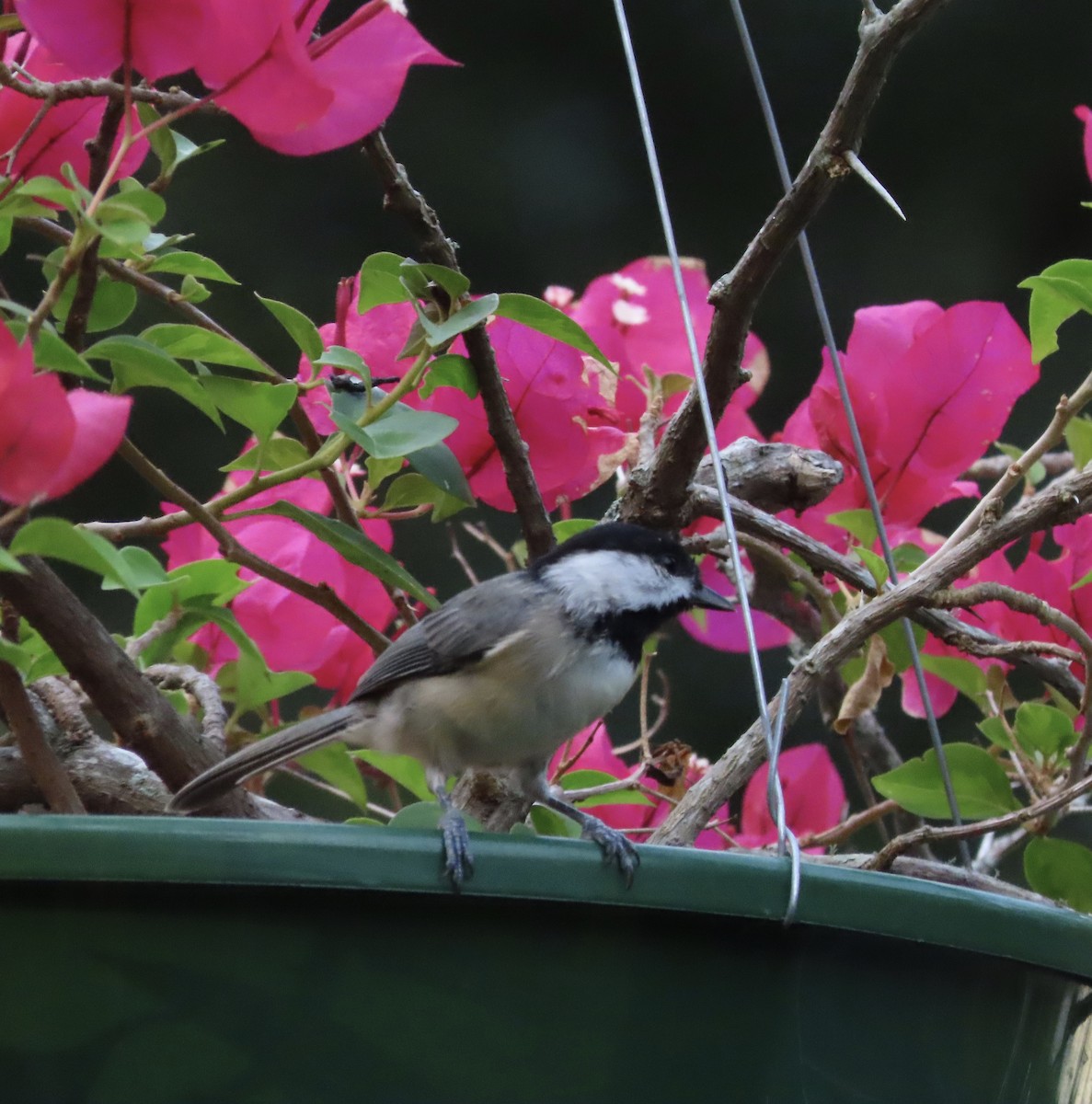Carolina Chickadee - ML641922398