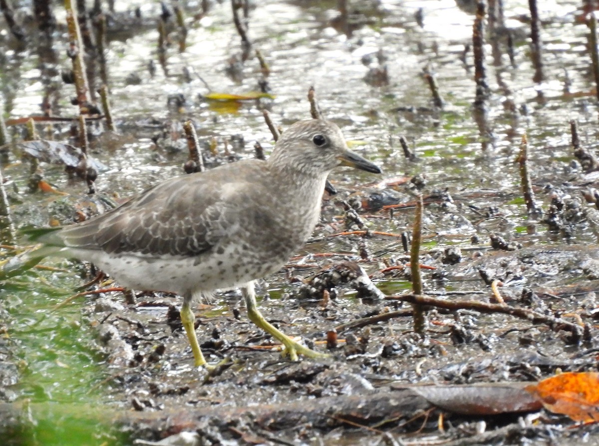 Surfbird - ML641922425
