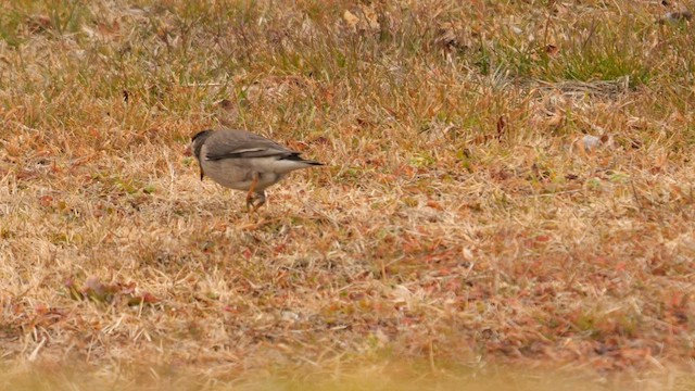 White-cheeked Starling - ML641922447