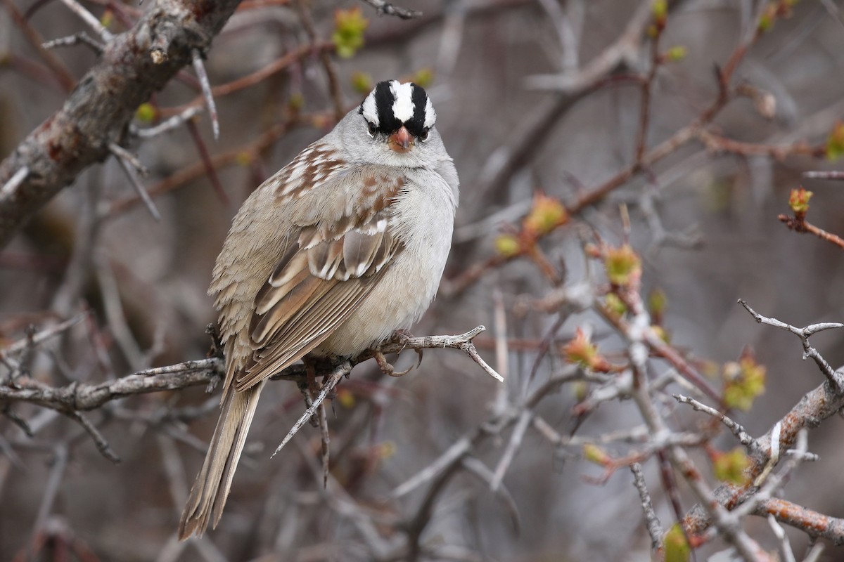 strnadec bělopásý (ssp. oriantha) - ML641922462