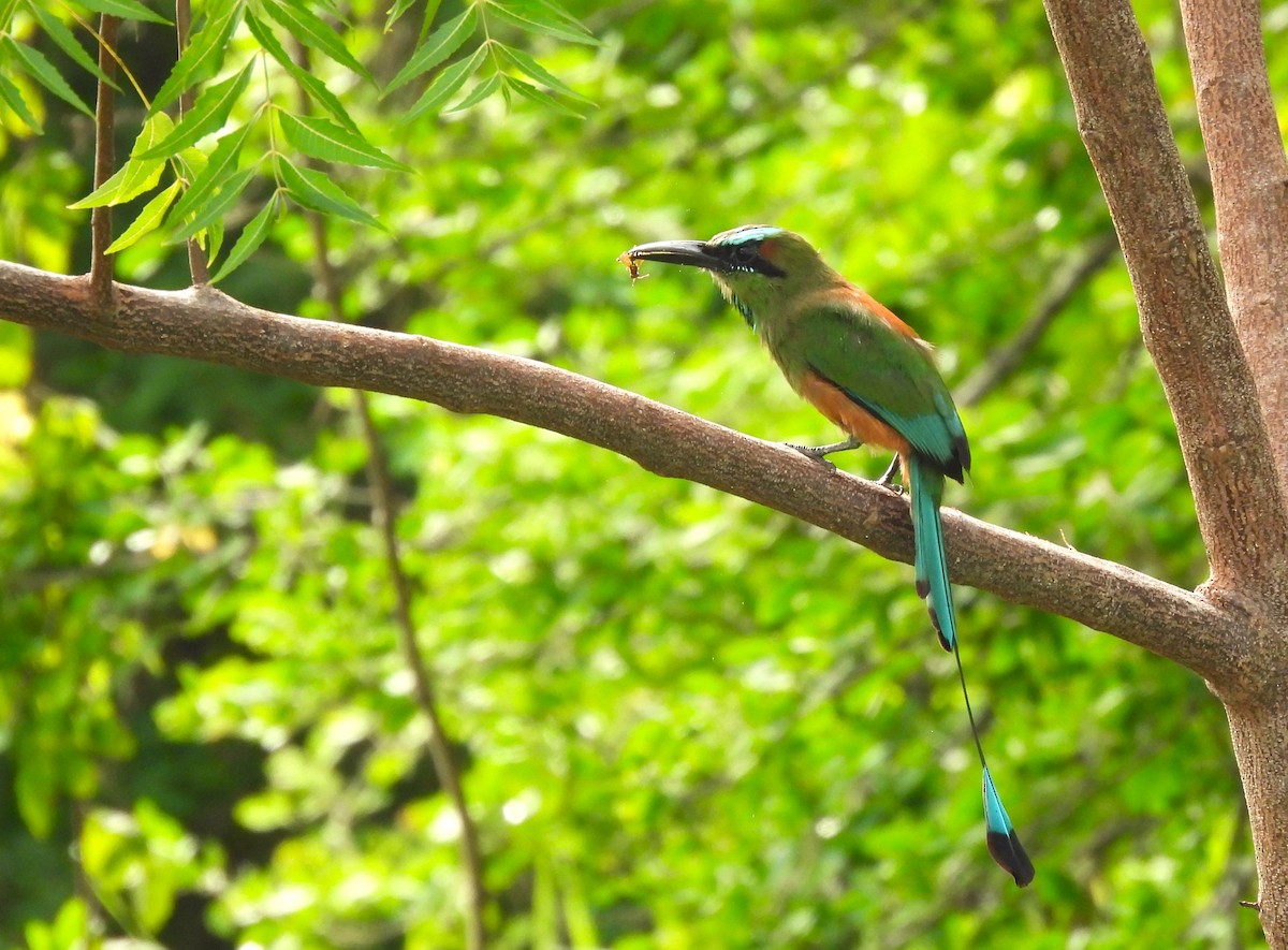 Turquoise-browed Motmot - ML641922464