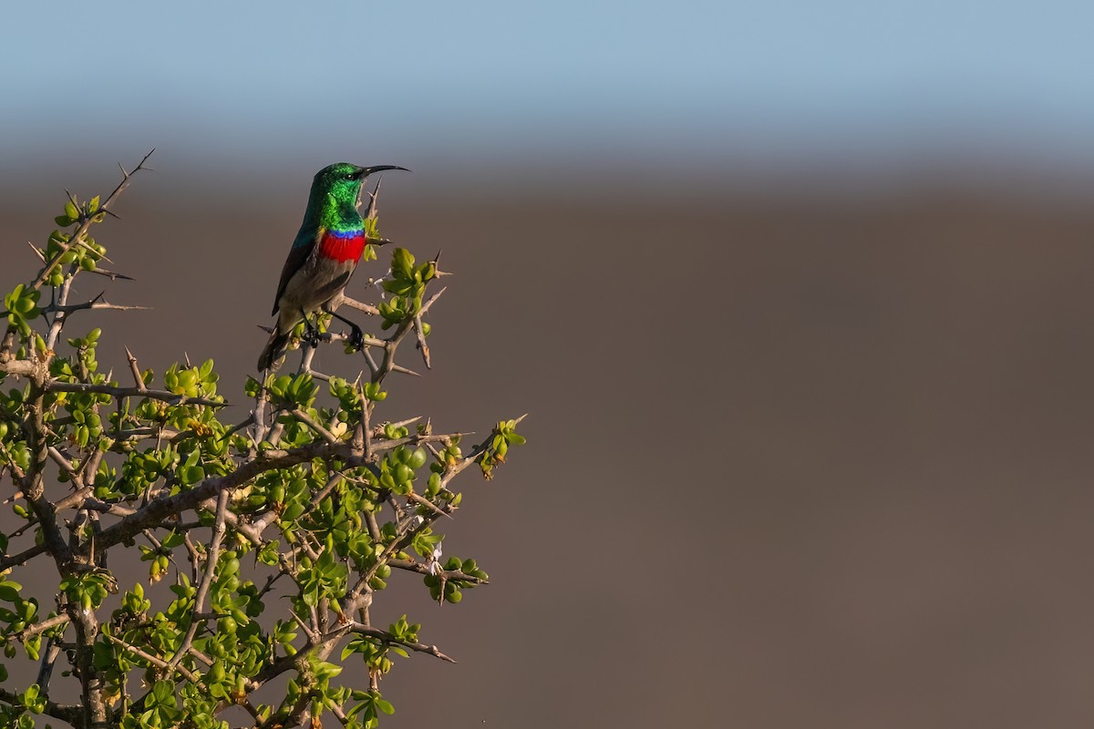 Southern Double-collared Sunbird - ML641922561