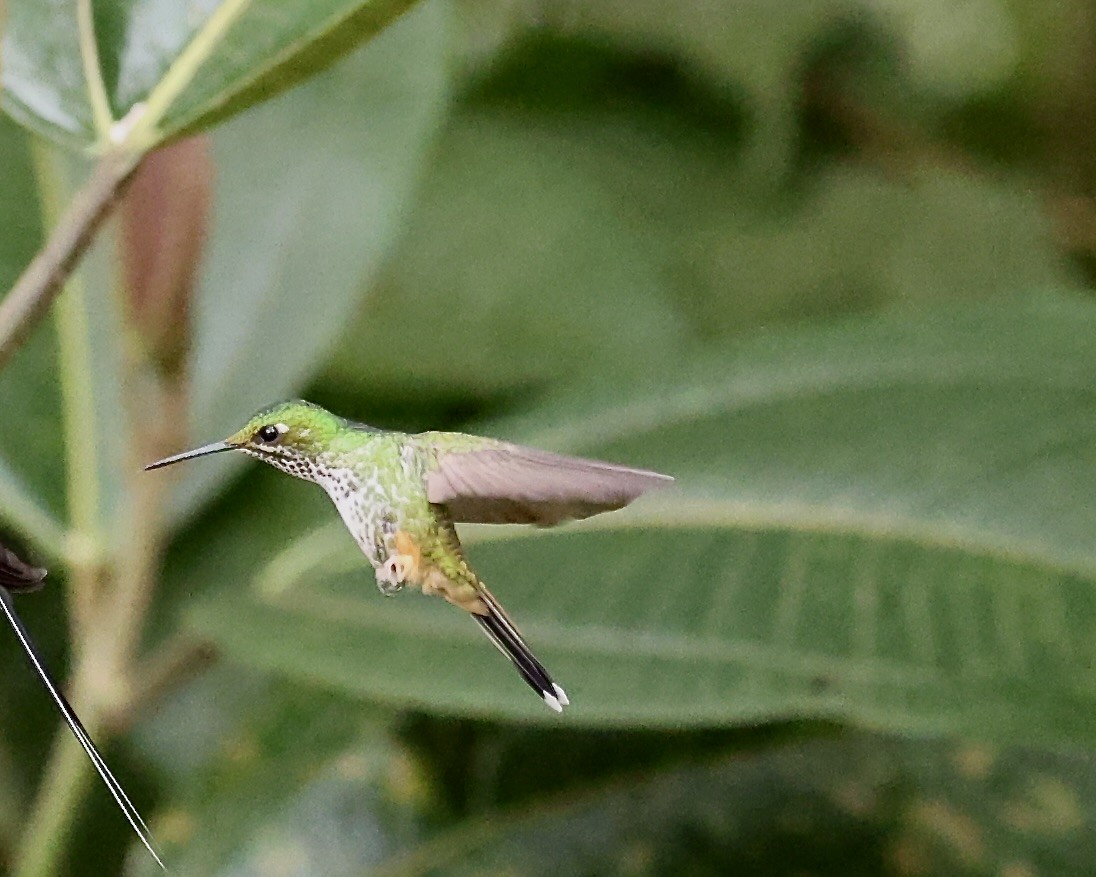 Peruvian Racket-tail - ML641922603