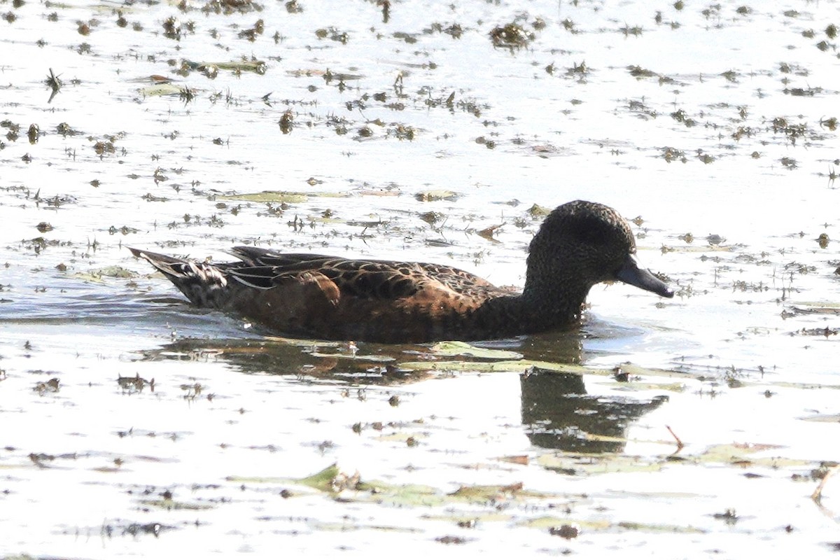American Wigeon - ML641922624