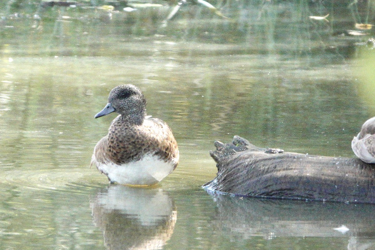 American Wigeon - ML641922625