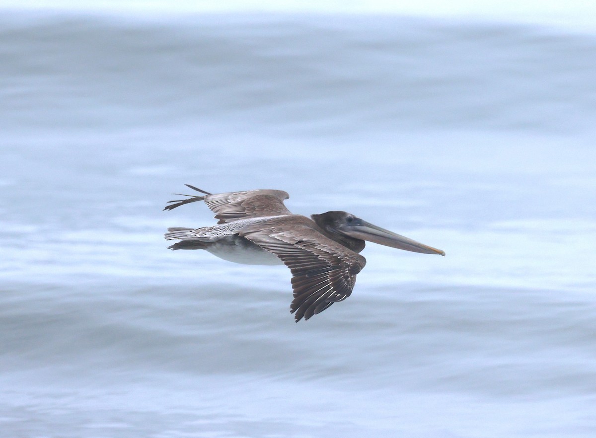 Brown Pelican - ML641922646