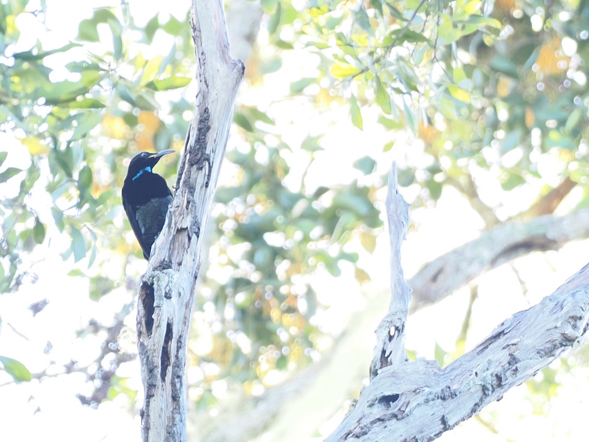 Victoria's Riflebird - ML641922650