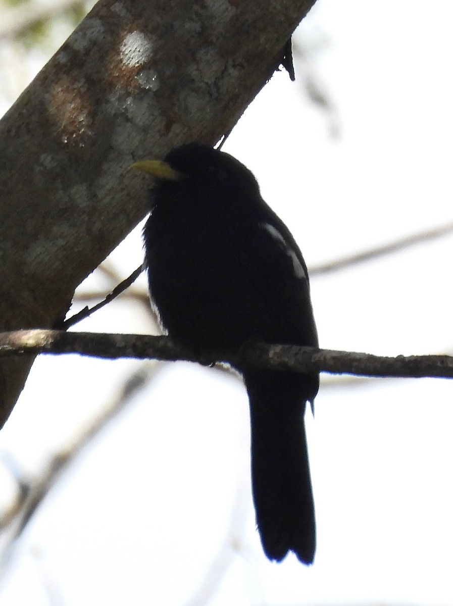 Yellow-billed Nunbird - ML641922654