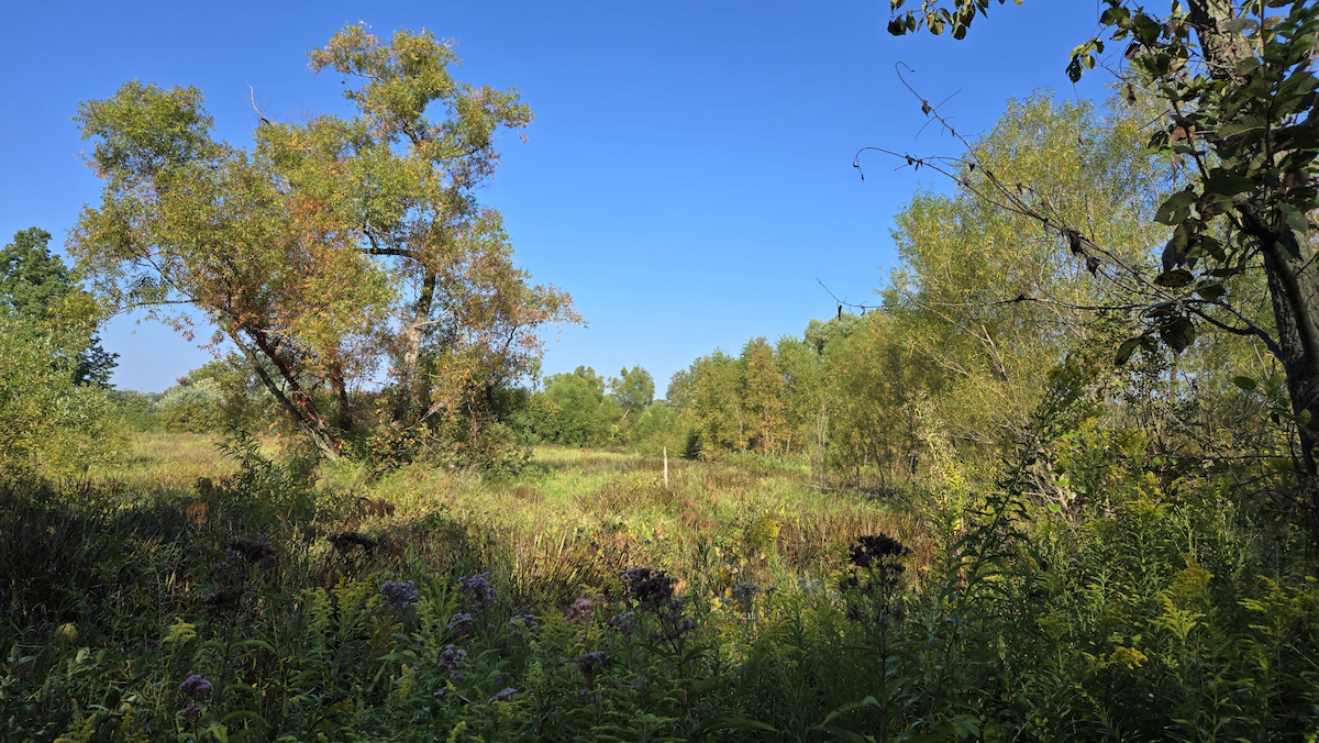 Indiana Dunes NP--Great Marsh Trail - Porter, Indiana, US - Birding ...