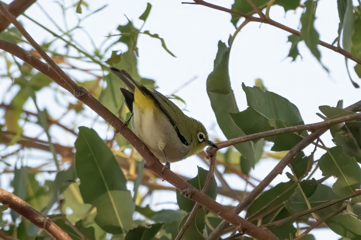 Swinhoe's White-eye - ML641922699