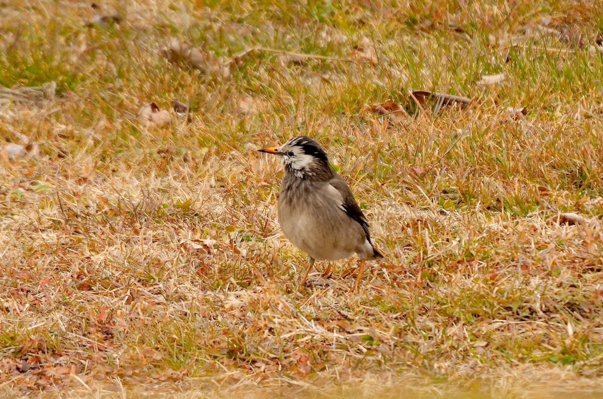 White-cheeked Starling - ML641922748