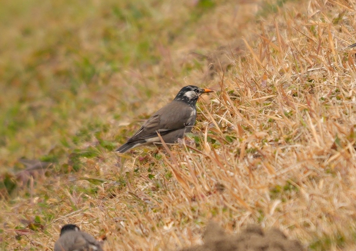 White-cheeked Starling - ML641922749