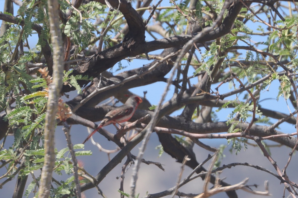 Pyrrhuloxia - ML641922777