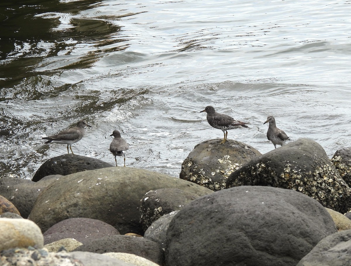 Surfbird - ML641922787