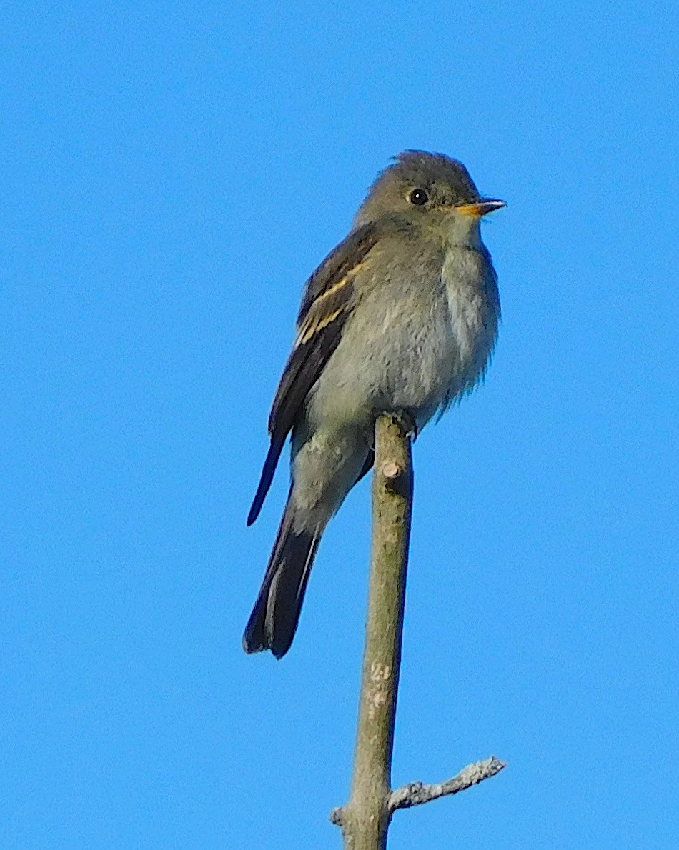 Eastern Wood-Pewee - ML641922791