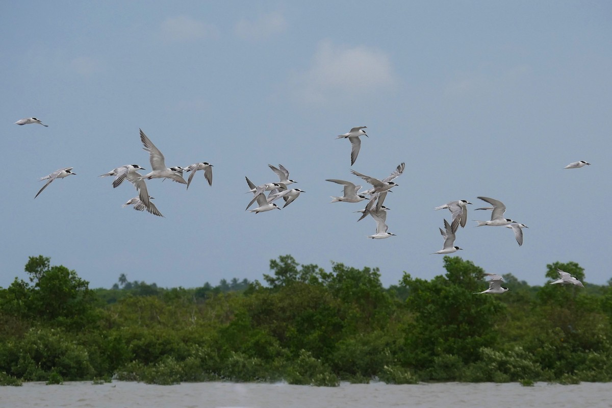 Common Tern - ML641922794
