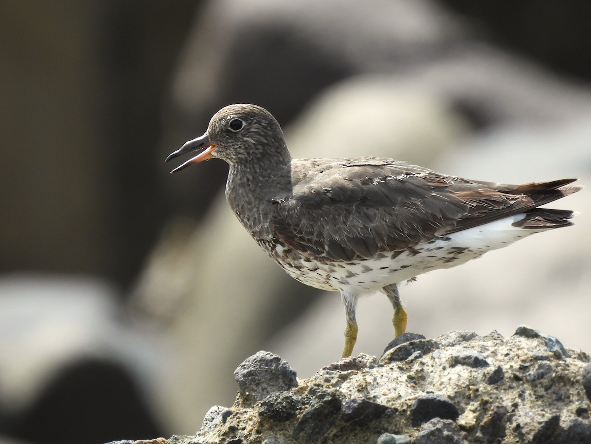 Surfbird - ML641922795