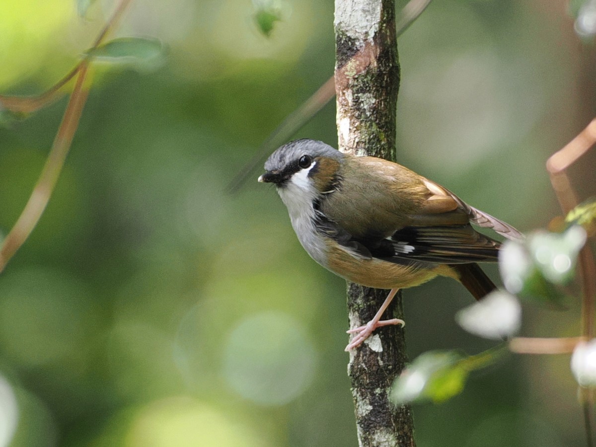 Gray-headed Robin - ML641922798