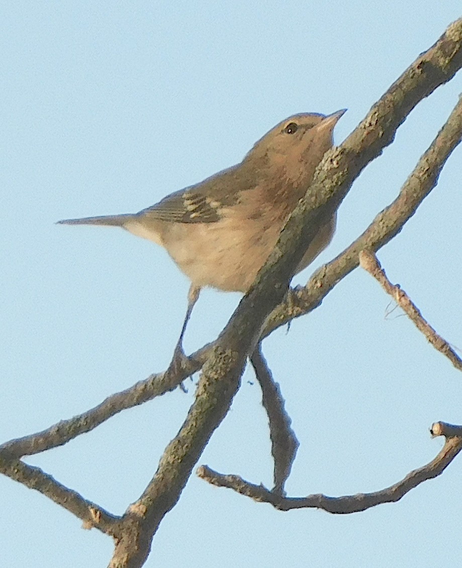 Bay-breasted Warbler - ML641922801