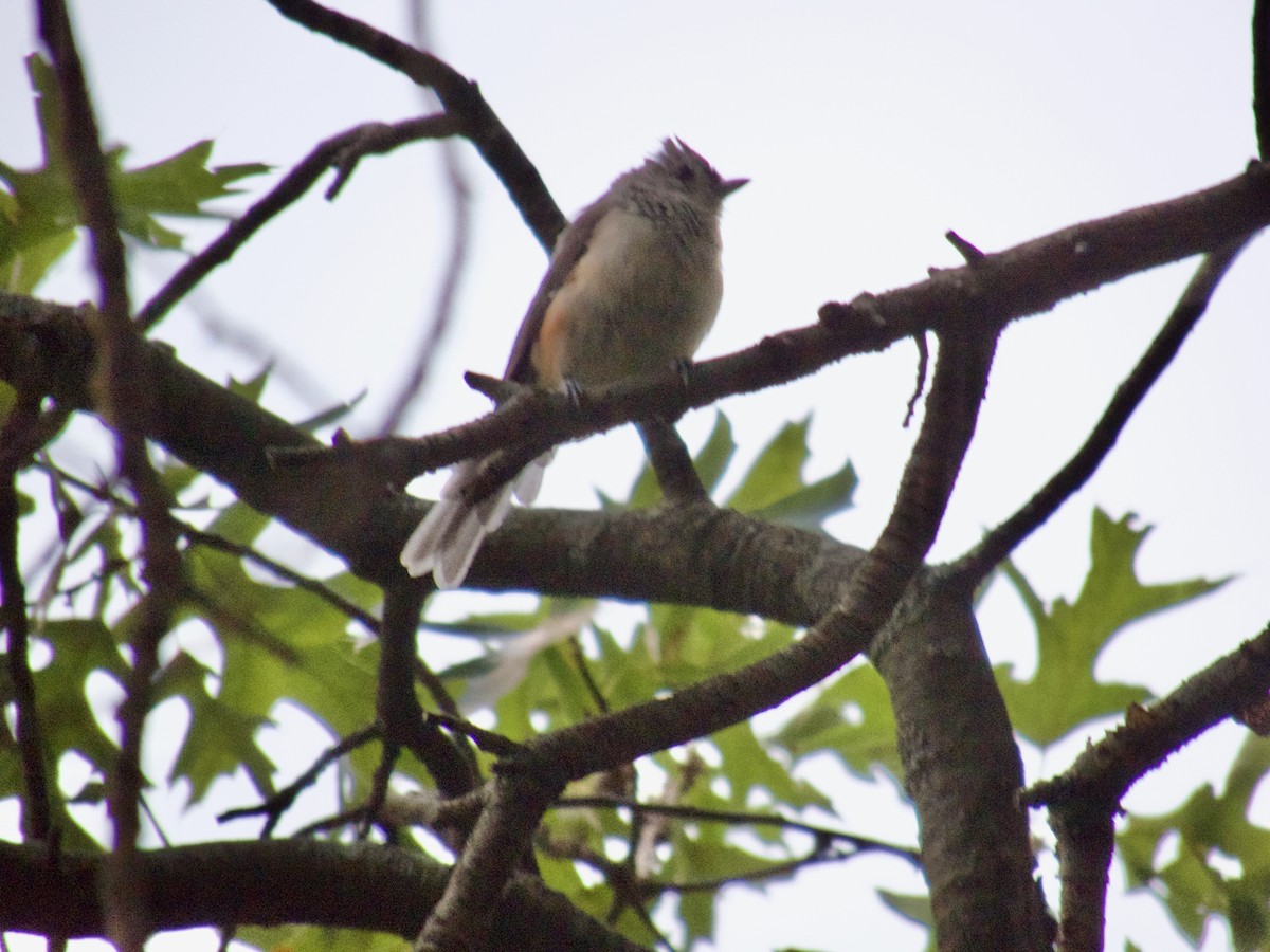 Tufted Titmouse - ML641922827