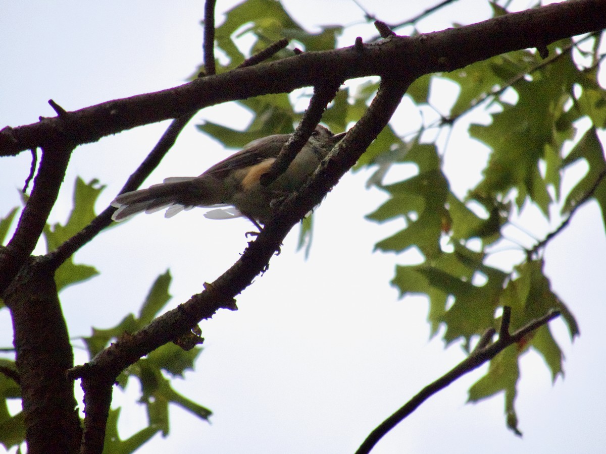 Tufted Titmouse - ML641922828
