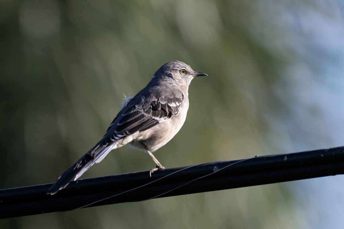 Northern Mockingbird - ML641922839