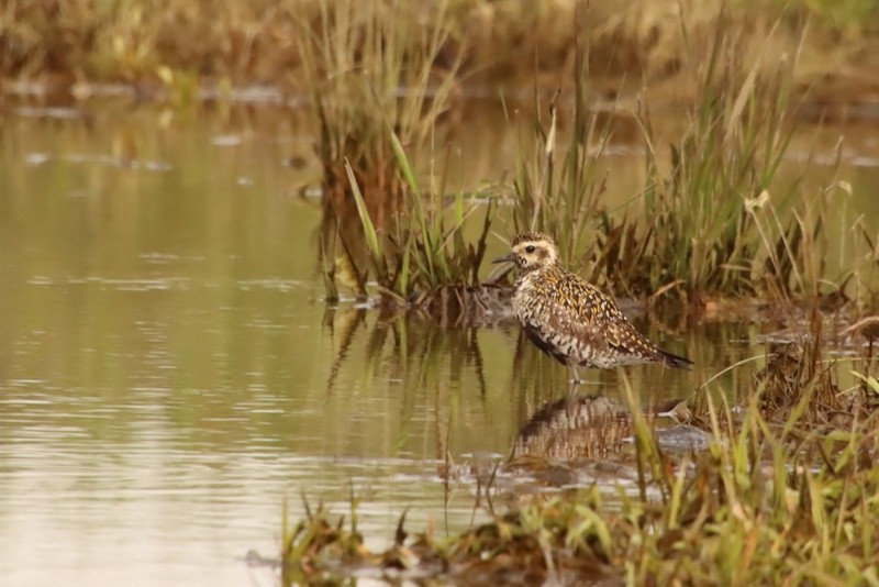 Chorlito Dorado Siberiano - ML641922852