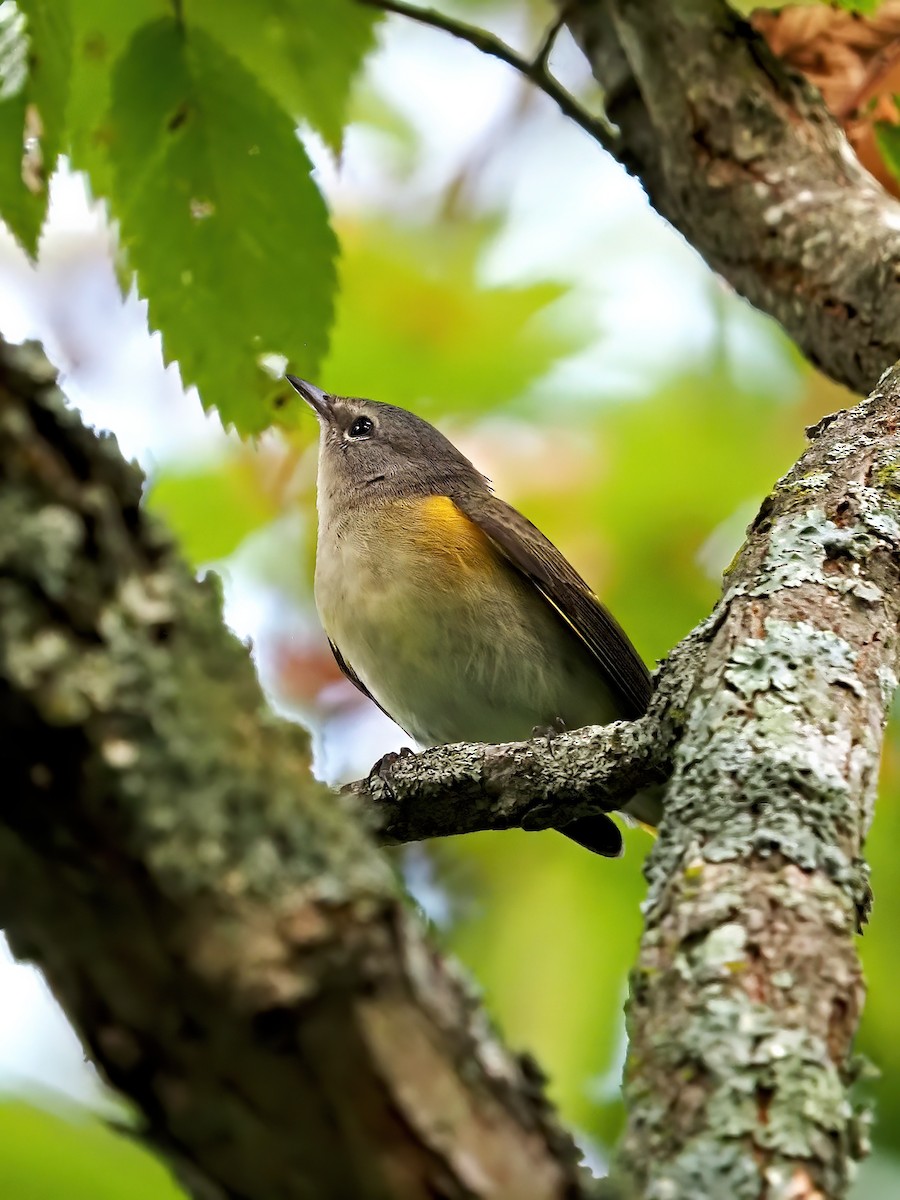 American Redstart - ML641922885