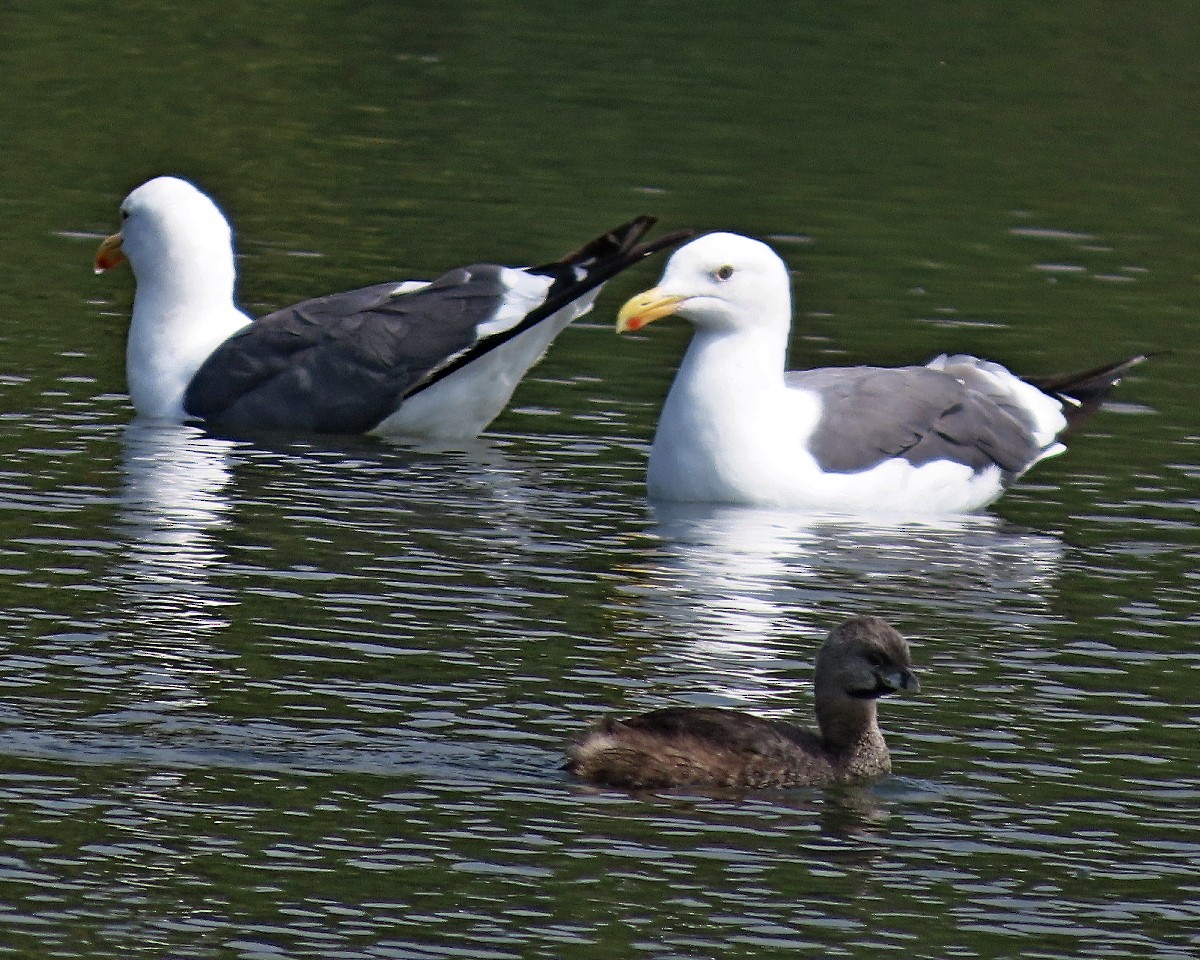 Goéland d'Audubon - ML641922912