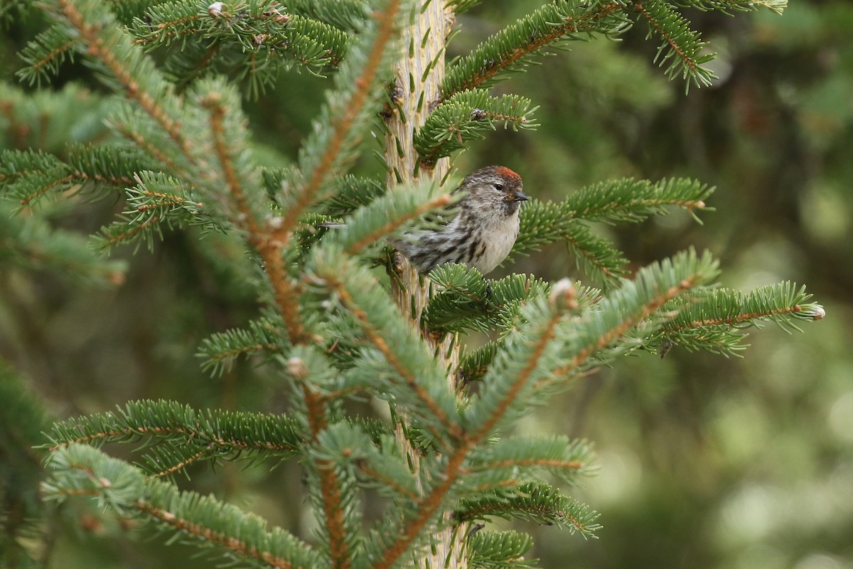 Redpoll (Common) - ML641922919